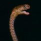 What Are the Odds?: Snakes