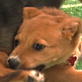 Puppy Bowl III: Scamper