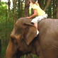 play video on Animal Planet