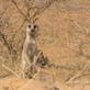 Meerkat Music Videos: Meerkat Dance