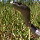 Black Mamba: Super-Sized Snake