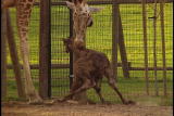 Growing Up Giraffe: Giraffe Stand
