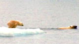 2008: The Year in Animals: No. 3 - Polar Bears
