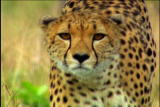 Fooled by Nature: Calculating Cheetah