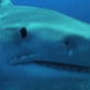 Best of Shark Week: Shark Attack: Predator in the Panhandle