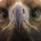 Killer Clips: Golden Eagle Catches Rabbit