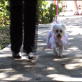 Petfinder: Dog Fashion Show