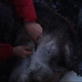 Man vs. Wild: Scotland Skinning Deer