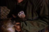 Growing Up Baboon: Baboon Orphan Rank
