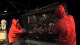 Deadliest Catch: Monster Garage Catch?