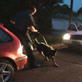 K9 Cops: K9 Narcotics Search