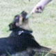 Bissell Pet Games Week 8: Telly Rollls