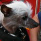 World's Ugliest Dog: Meet Rascal