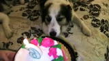 The Zak George Project : Venus' Birthday