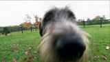 Animal Cops Philadelphia: Finding Reputable Breeders