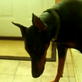 Bissell Pet Games Week 5: Hide and Go Seek