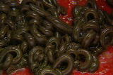 Weird True & Freaky: Blood Thirsty Worms