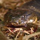 King Cobra and I: Snake for Supper