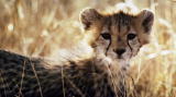 Mutual of Omaha's Wild Kingdom: 2. Hyena Steals Cheetah ...