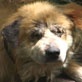 Animal Cops Houston: Neglected Dogs