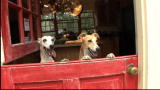 Animal Planet Promos: Cutest Dog Casting Call