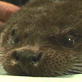 Saving Grace the Otter: Webisode 23