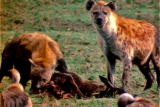 What's To Love: Hyena's Lifestyle