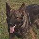 Breed All About It: German Shepherd