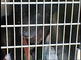 Animal Cops Detroit: Rush Hour Rescue