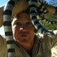 Steve Irwin Montage: Steve Irwin Montage