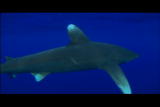Perfect Predators Shorts: White Tip
