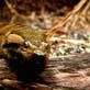 Steve Irwin Fact or Fiction promo: Pytho...