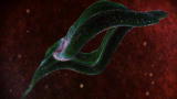 Monsters Inside Me: African Sleeping Sickness