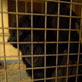 Escape to Chimp Eden: Jinga