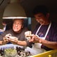 Dirty Jobs: Chicken Sexer
