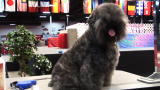 Groomer Has It 2: Shaggy Dog to Show Dog