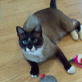 Bissell Pet Games Week 7: Cat Max-Arthur VS. Cool Toys!