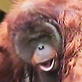 Untamed and Uncut: Orangutan Terrorizes Zoo
