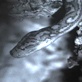 play video on Discovery Channel