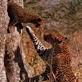 Happy Mother's Day: Hyena vs Leopard