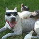 Bissell Pet Games Week 6: Sunglasses Rock!