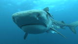Shark Week: Shark Eating Habits vs Human Eating Habits