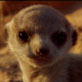 Meerkat Manor: No Fear