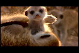 Meerkat Manor: Meerkat Pups