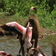 Killer Clips: Baboon vs. Flamingo