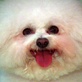 Breed All About It: Bichon Frise