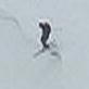 Deadliest Catch: Heli-skiing