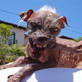 World's Ugliest Dog: Spooky Dog