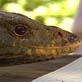Butaan: The Lost Dragon: A Rare Encounter