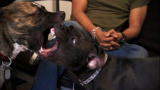 It's Me or the Dog: Playful Pits